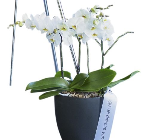 176 Orchidee (pot kan verschillen) (2026)