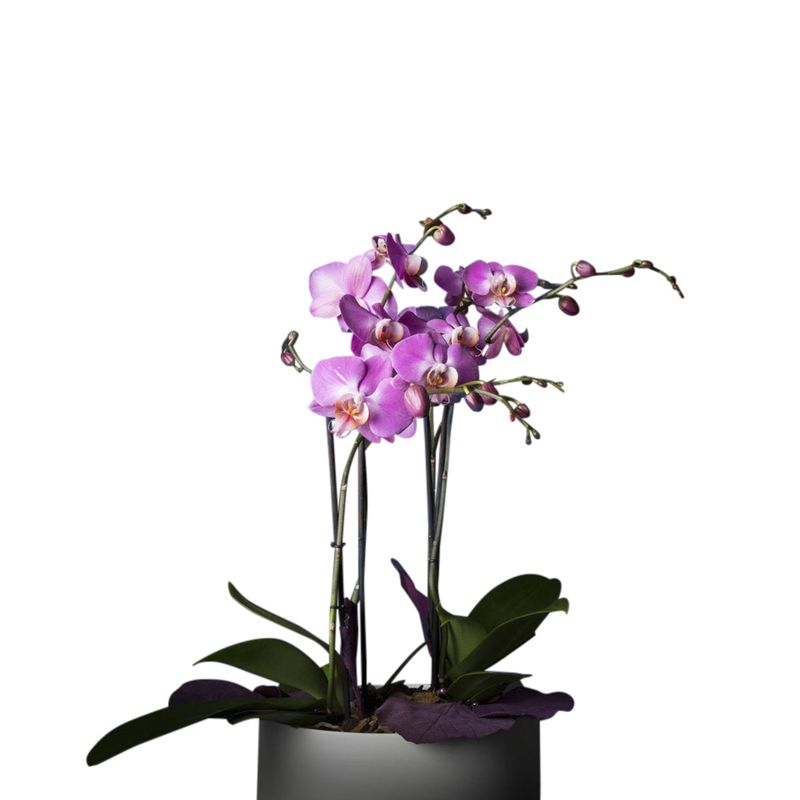 085 Orchidee (kleur pot kan verschillen) (2026)