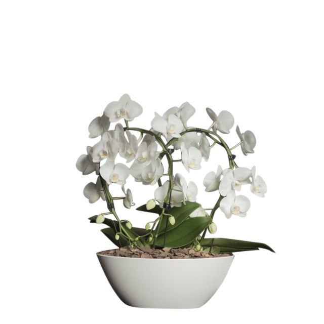 086 Orchidee (kleur pot kan verschillen) (2026)
